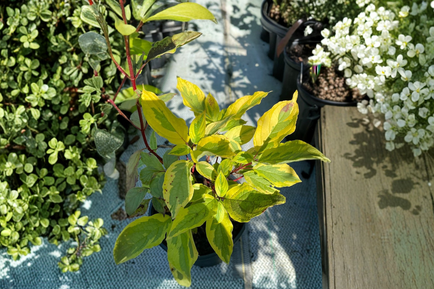 Red Twig Dogwood Gouchaultii Live Plant 1 Gallon, Variegated Foliage, Bright Red Winter Stems, Cornus alba, Ornamental Shrub