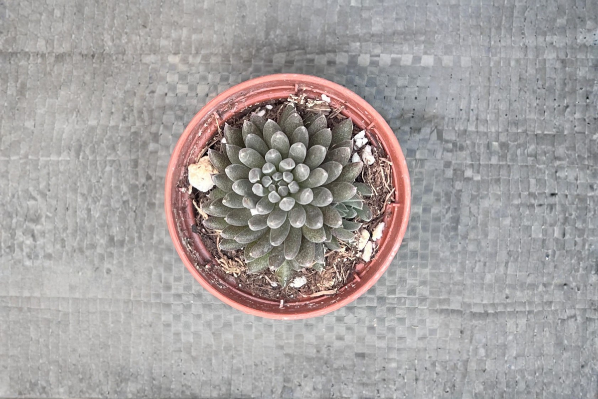 Black Sea Urchin Succulent Live Plant, Sinocrassula yunnanensis, 2 Inch Pot, Indoor Outdoor Houseplant, Unique Dark Rosettes