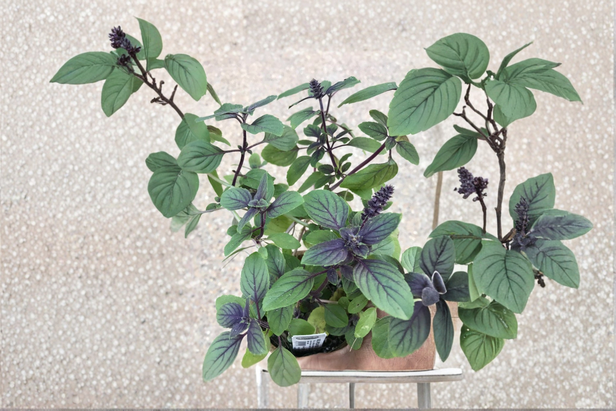 Organic African Blue Basil Live Plant - Herb Starter, Green & Purple Foliage, Ornamental, Ocimum kilimandscharicum × basilicum