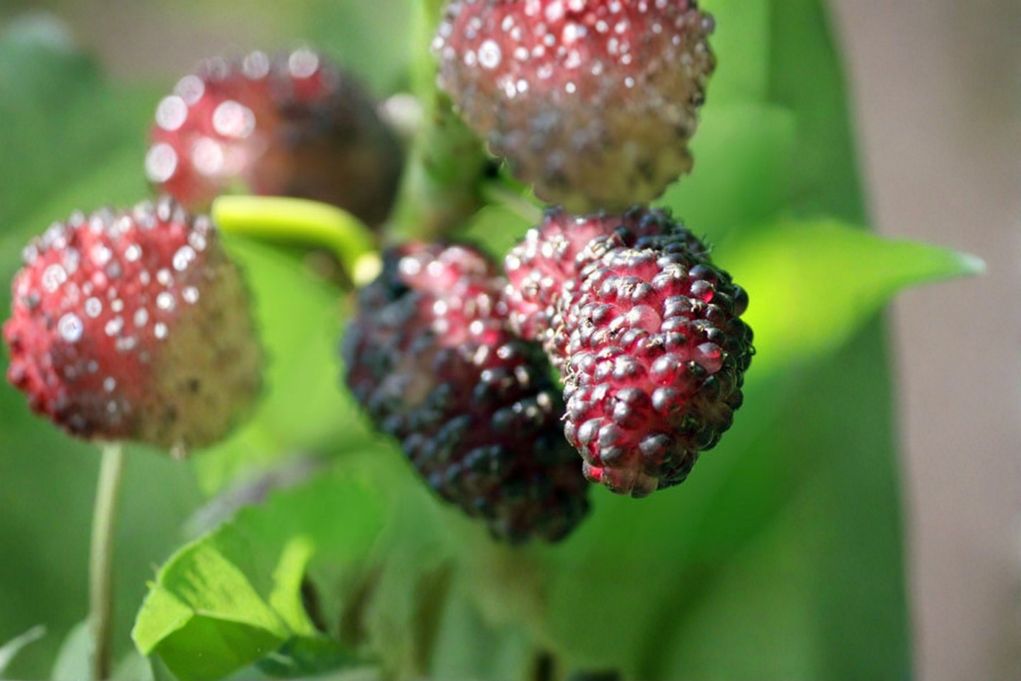 Persian Dwarf Everbearing Mulberry Tree Live Plant, 1 Gallon Pot, Compact Fruit Tree, Container-Friendly Morus nigra