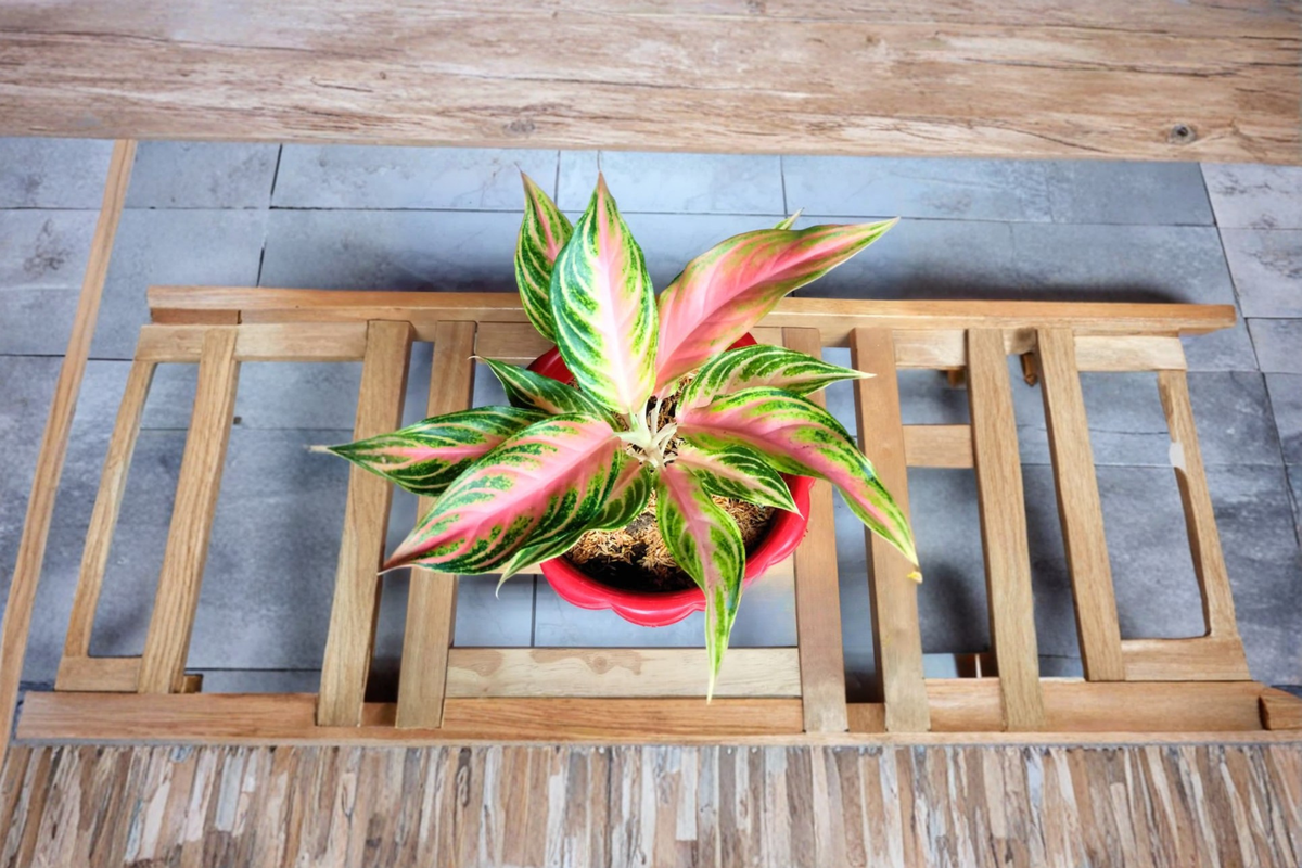 Aglaonema Panama Pink Live Plant – Variegated Chinese Evergreen Indoor Tropical Houseplant