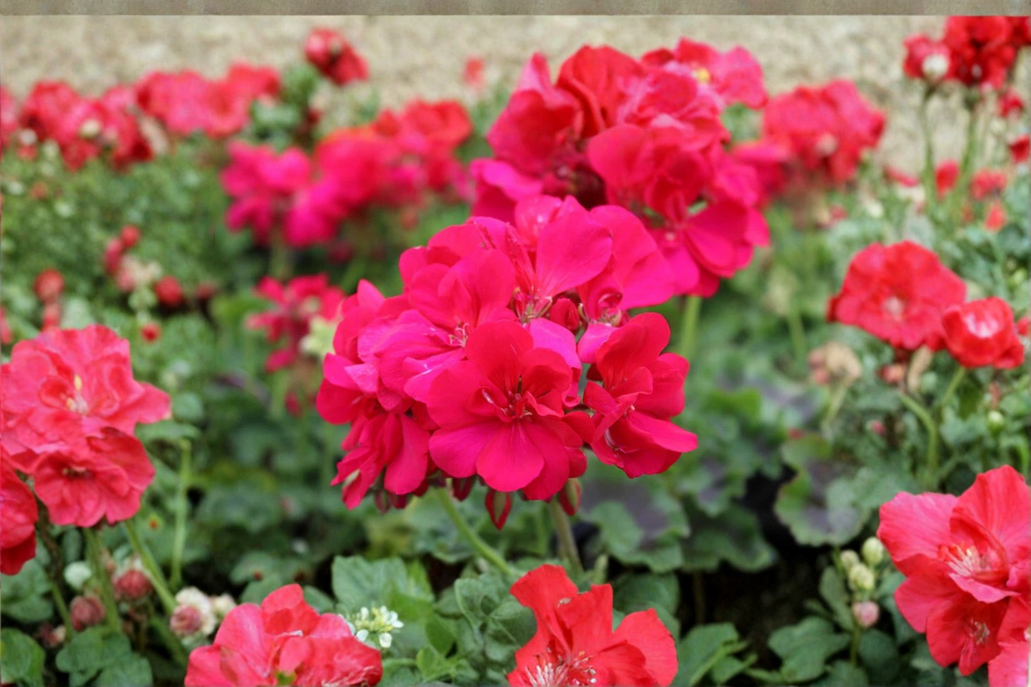 Double Bright Pink Geranium Cuttings – 4 Pelargonium Unrooted Flowering Plant for Containers & Garden