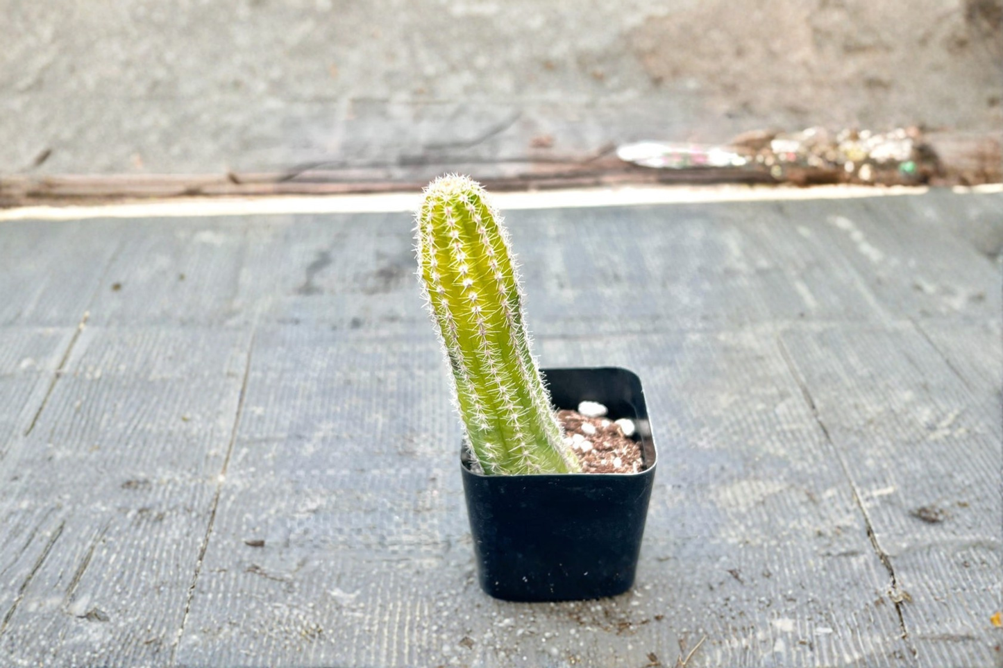 Variegated Peanut Cactus Live Succulent Plant, 2 Inch Pot, Echinopsis chamaecereus, Colorful Trailing Desert Houseplant