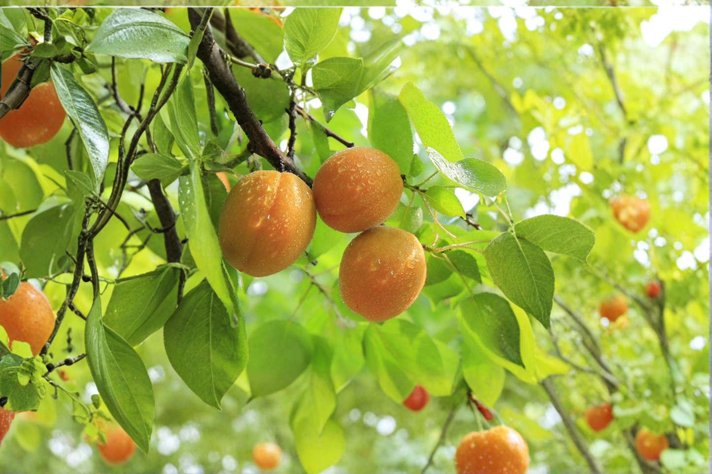 Katy Apricot Tree Live Plant 4-6 Ft Fruit Tree for Home Garden, Sweet Juicy Prunus armeniaca, Outdoor Orchard