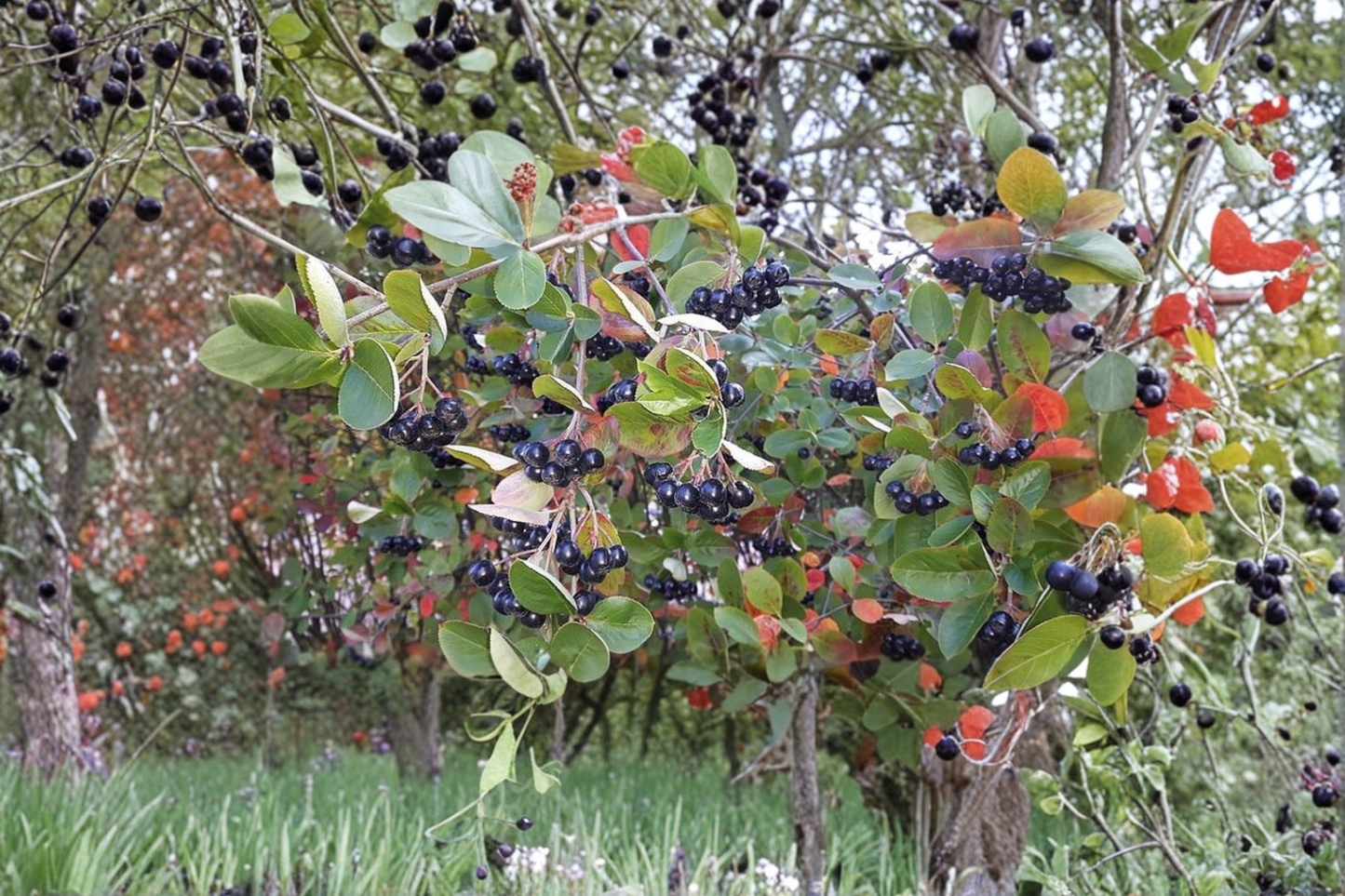 Purple Chokeberry Live Plant – 1 Gallon Pot, Aronia × prunifolia, Edible Berries, Ornamental Shrub for Garden Borders
