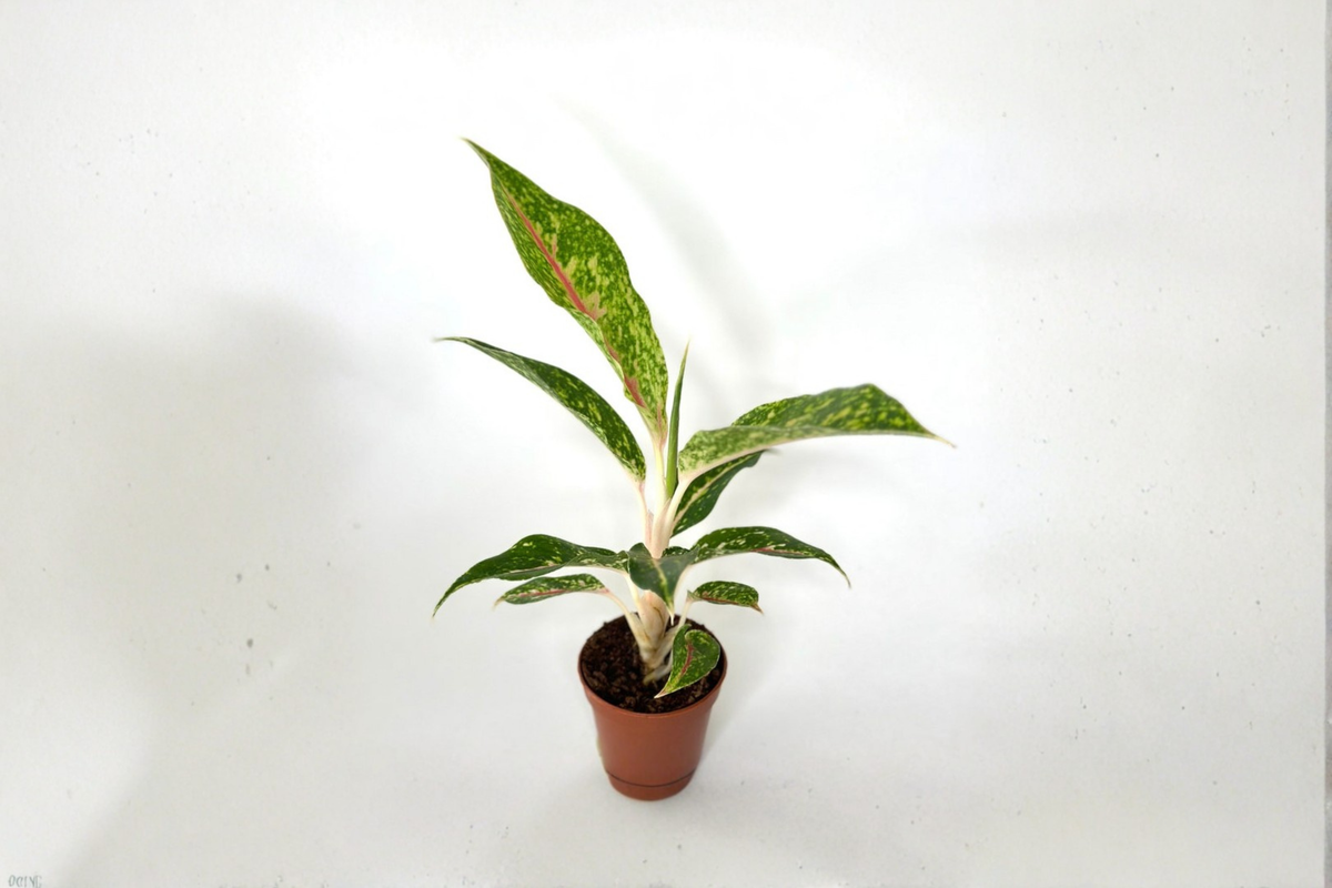 Aglaonema Night Sparkle Live Plant, 2-Inch Pot, Tropical Indoor Foliage, Rare Aglaonema Houseplant, Decorative Green Pink Red Tones