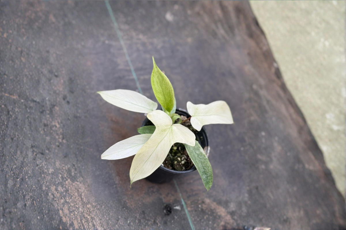 Philodendron Florida Ghost Live Plant, Rare Tropical Houseplant in 3-4 Inch Pot, Unique Pale Foliage, Indoor Decor, Collector Plant
