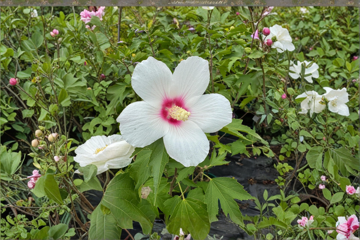 Lohengrin Rose of Sharon Live Plant | Pink Hibiscus Shrub in 2-Gallon Pot | Summer Blooming, Hardy Deciduous Garden Shrub