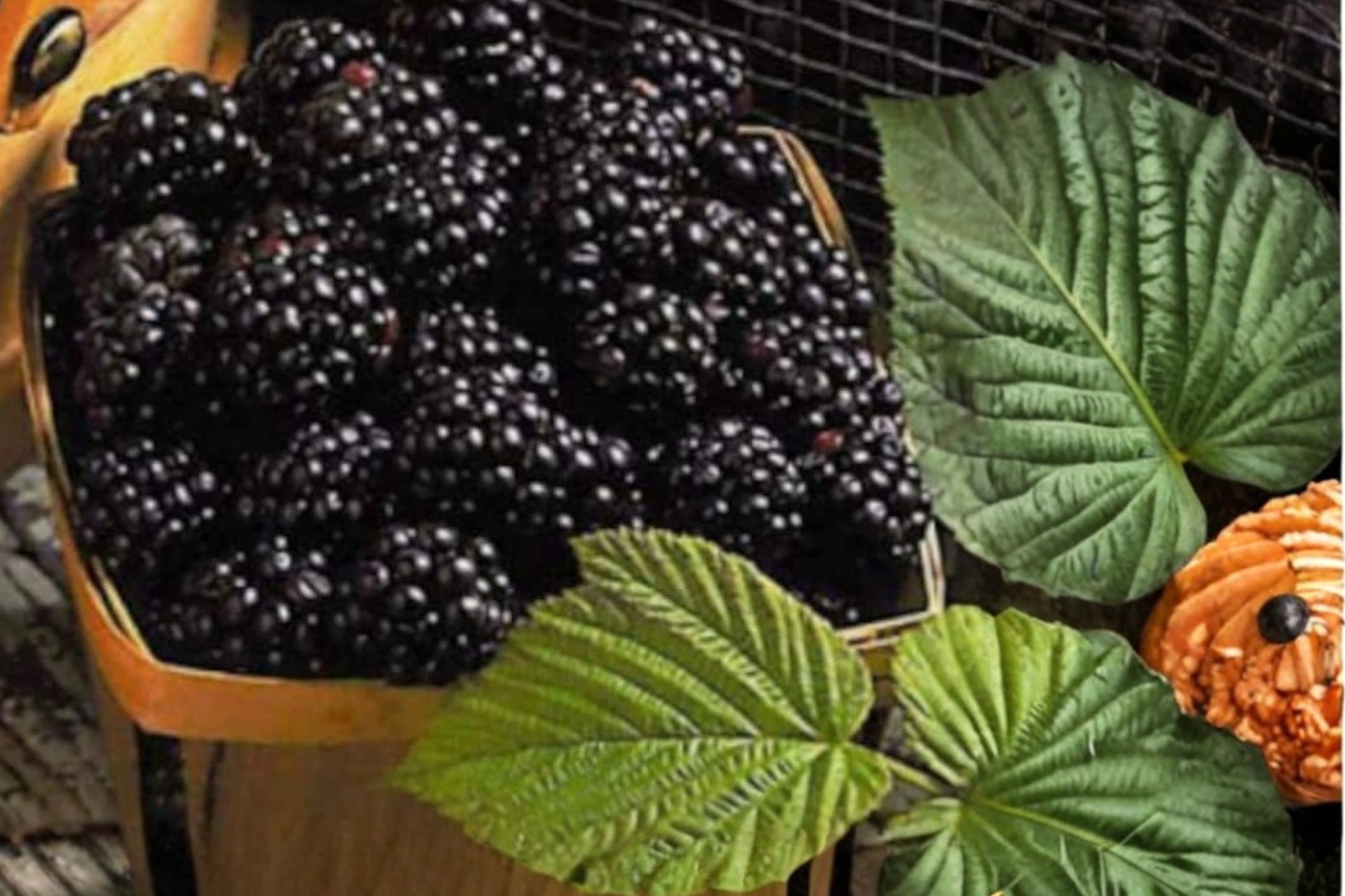 Columbia Thornless Blackberry Seeds – Giant Sweet Berry, Thornless, Rubus spp., 60 Pack for Garden & Container Planting