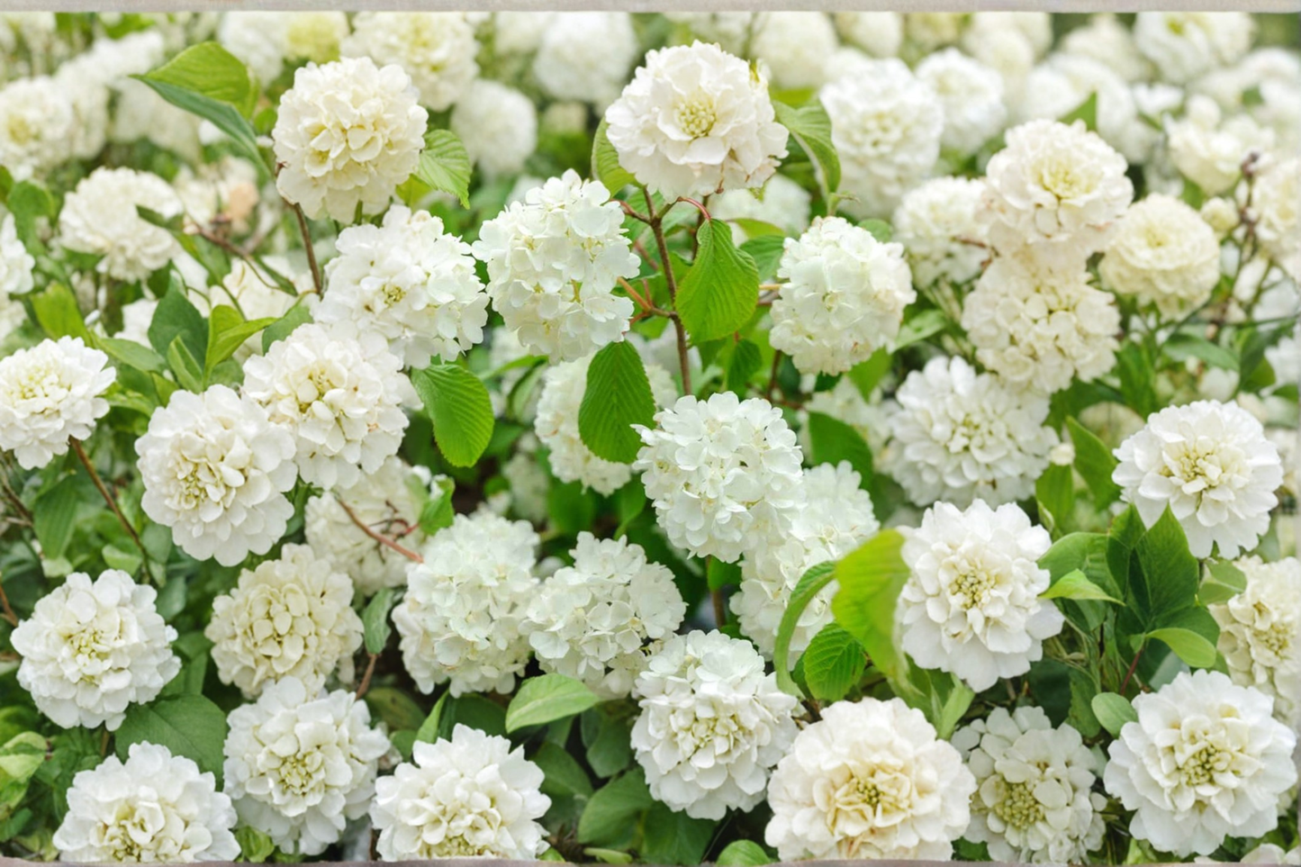 Popcorn Viburnum Live Plant 1 Gallon – Viburnum plicatum ‘Popcorn’ White Spring Flowering Shrub Garden Plant