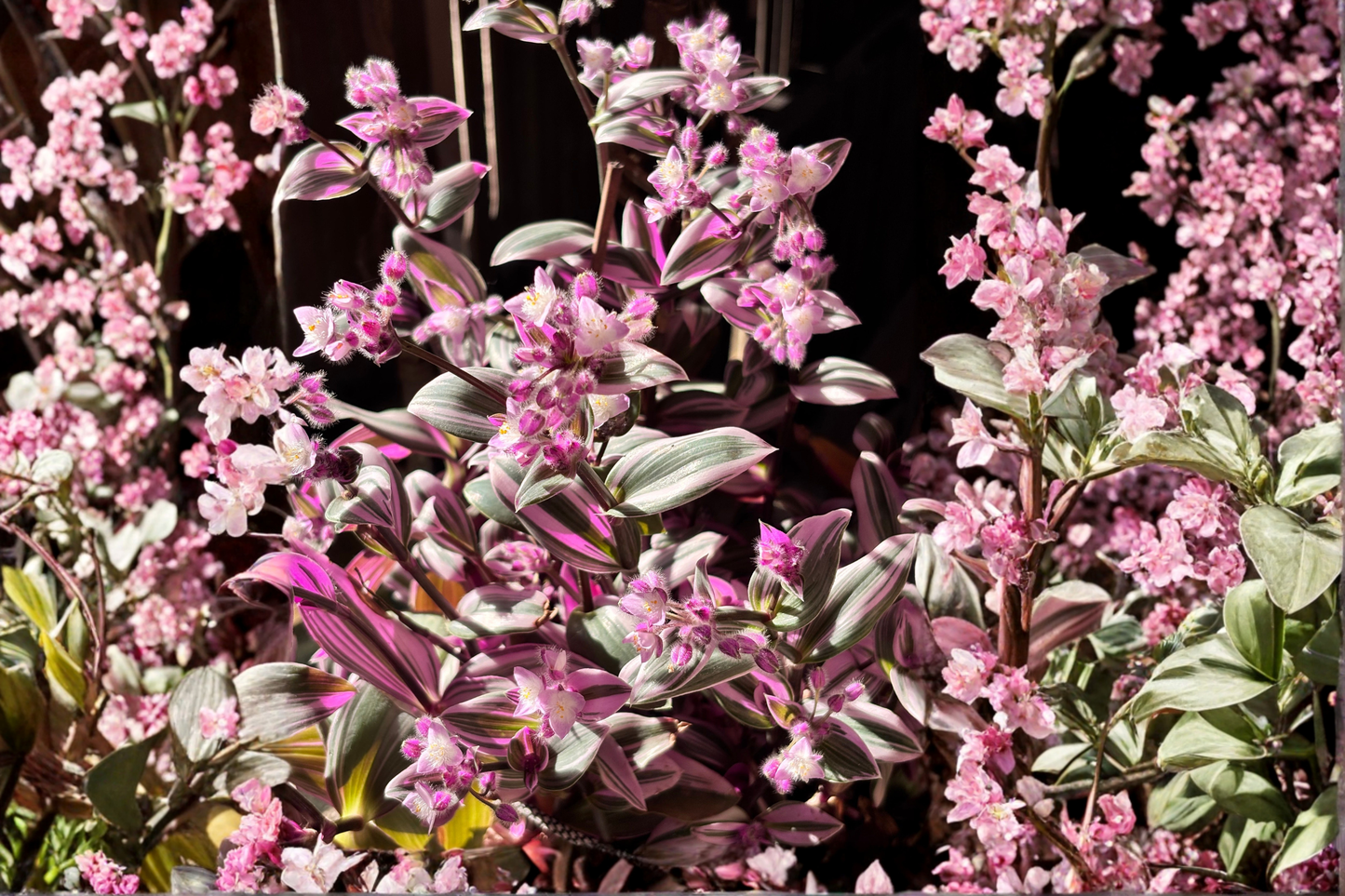 Tradescantia Nanouk 5 Live Cuttings 3-5 Inches Pink Variegated Houseplant