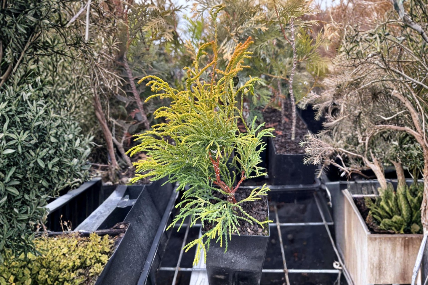 Golden Whorl Hinoki Cypress Live Plant – 4 Inch Pot, Dwarf Evergreen Conifer, Golden Green Foliage, Chamaecyparis obtusa