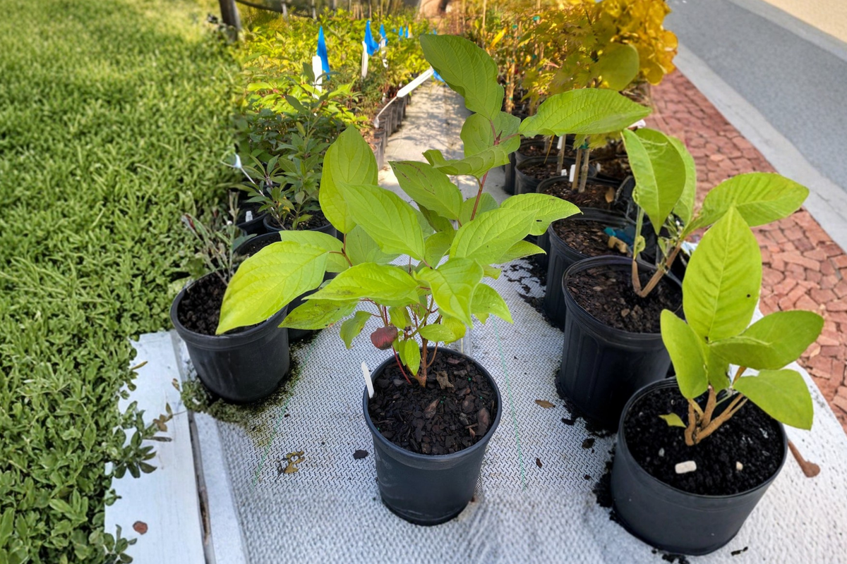 Prairie Fire Red Twig Dogwood Live Plant, 1 Gallon Pot, Cornus alba ‘Prairie Fire’, Deciduous Shrub for Winter Landscape & Garden