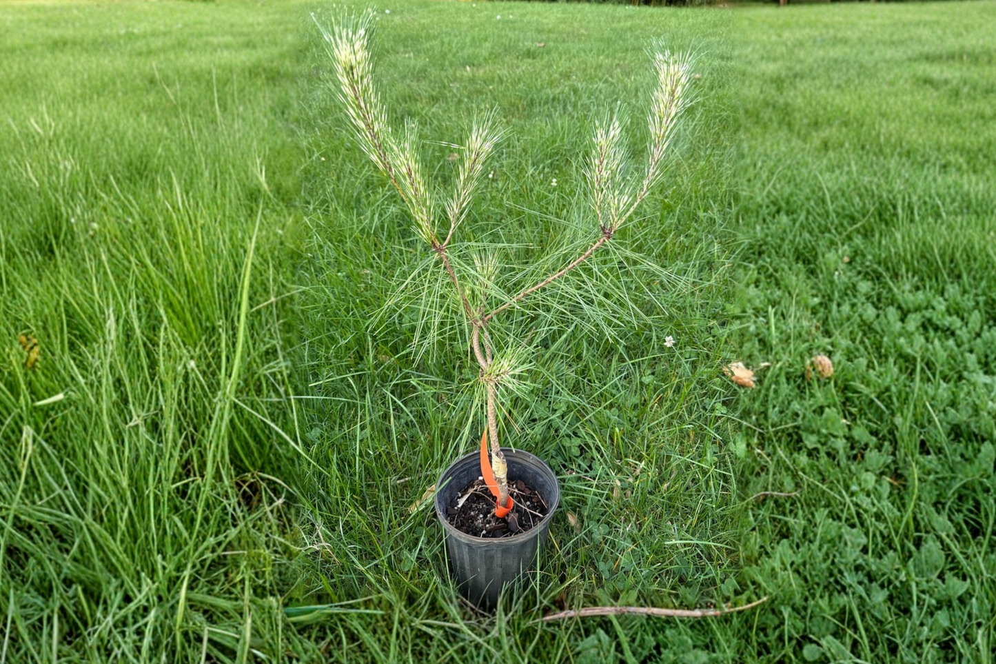 Dragon’s Eye Pine Live Plant – 12 Inch Variegated Evergreen Conifer, Pinus densiflora ‘Oculus Draconis’ for Garden Landscape
