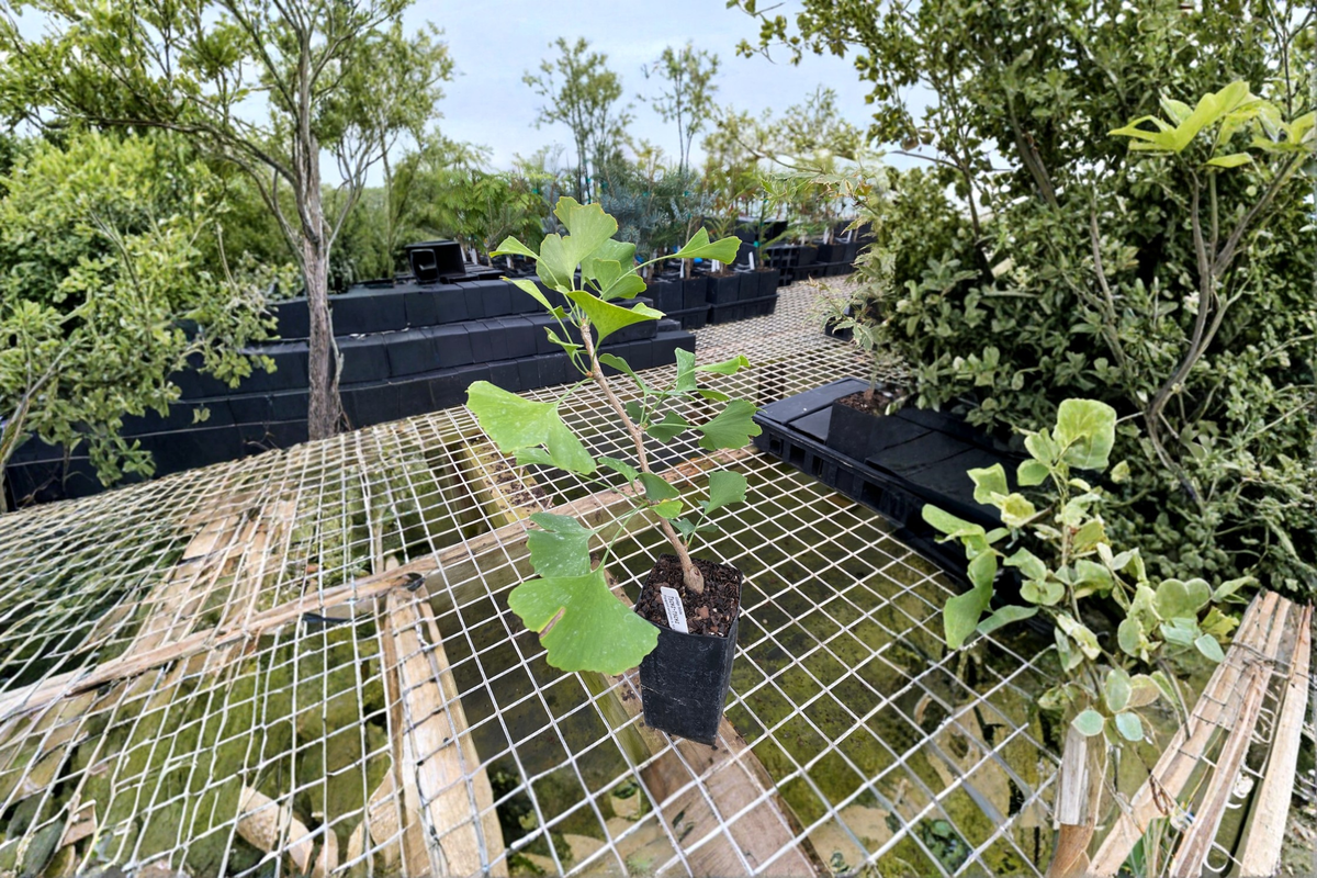 Ginkgo ‘Chi Chi’ Live Plant – Dwarf Ginkgo biloba Tree, 6 Inches Tall, Grafted Ornamental Tree for Small Gardens & Containers