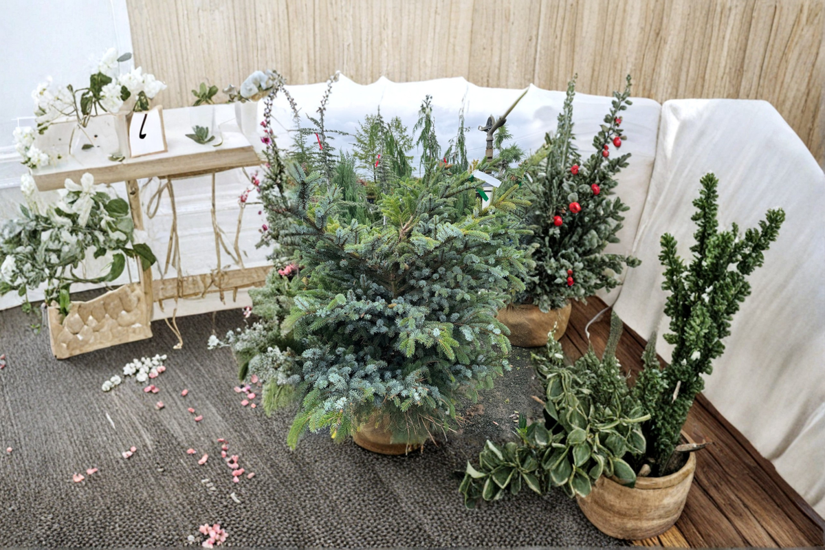Tigertail Spruce ‘Howell’s Dwarf’ Live Plant – 12 Inch Picea bicolor Evergreen Conifer in 1 Gallon Pot