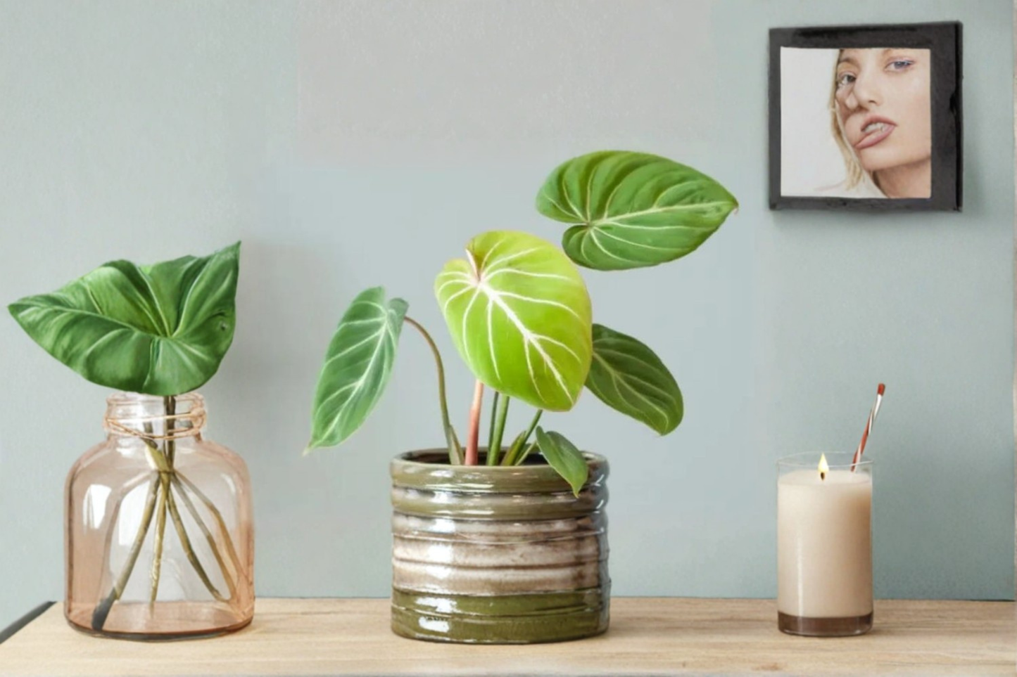 Philodendron Gloriosum Live Plant – Rare Velvet Heart-Shaped Foliage, Indoor Tropical Houseplant, Starter Cutting, Decorative Jungle Plant