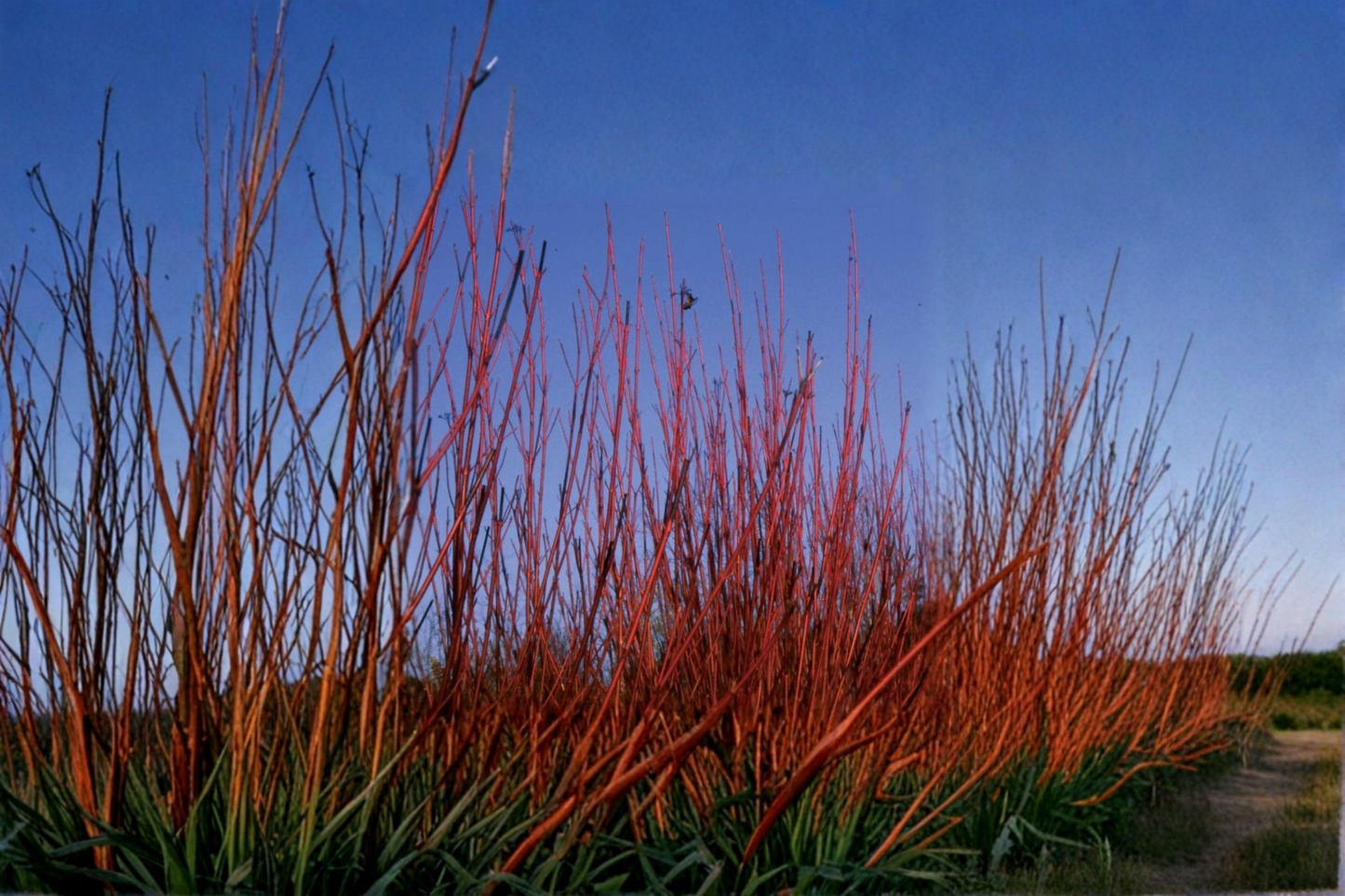 Red Twig Dogwood Live Plant, 4-Inch Pot, Cornus sericea ‘Baileyi’ Native Shrub for Winter Red Stems