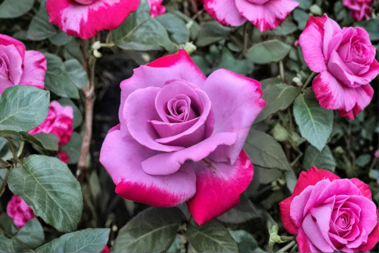 Purple Red Rose Seeds – Rare Two-Tone Flowering Rose Variety for Ornamental Gardens and Landscape Planting
