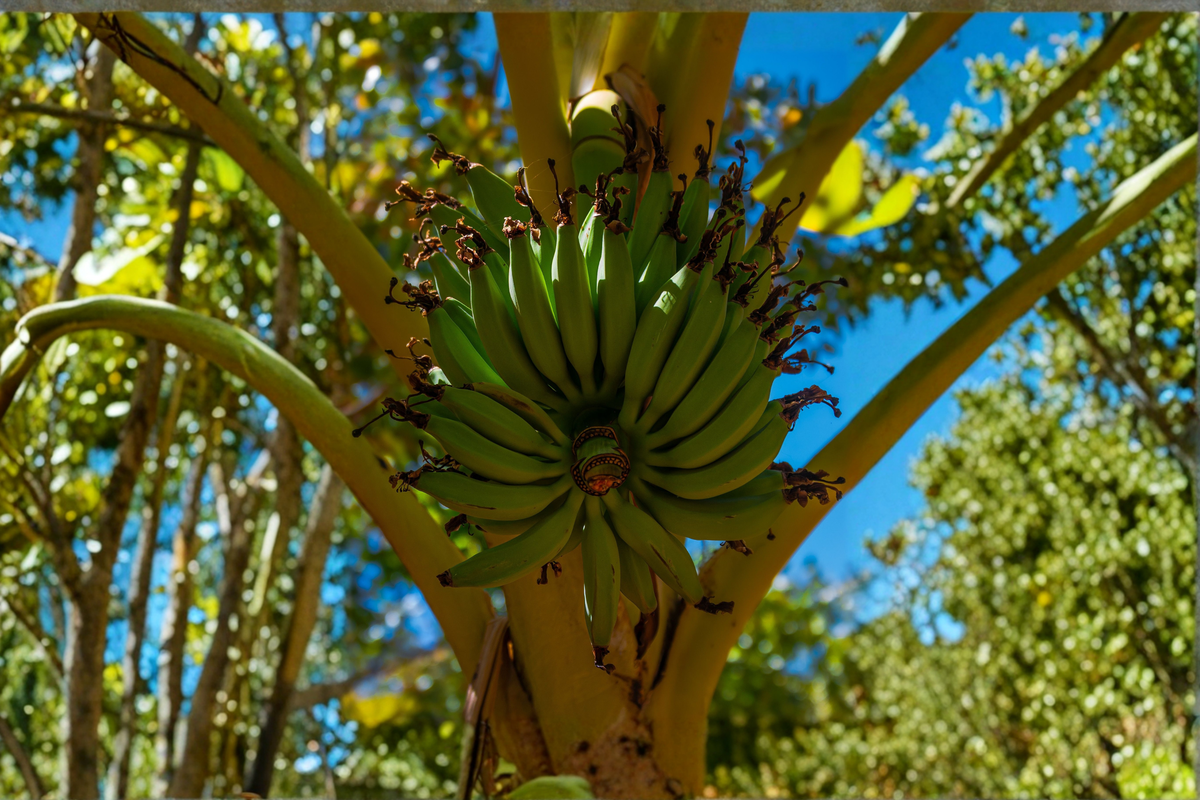 Williams Hybrid Giant Cavendish Banana Live Bulb – Musa 'Williams Hybrid' for Tropical Gardens