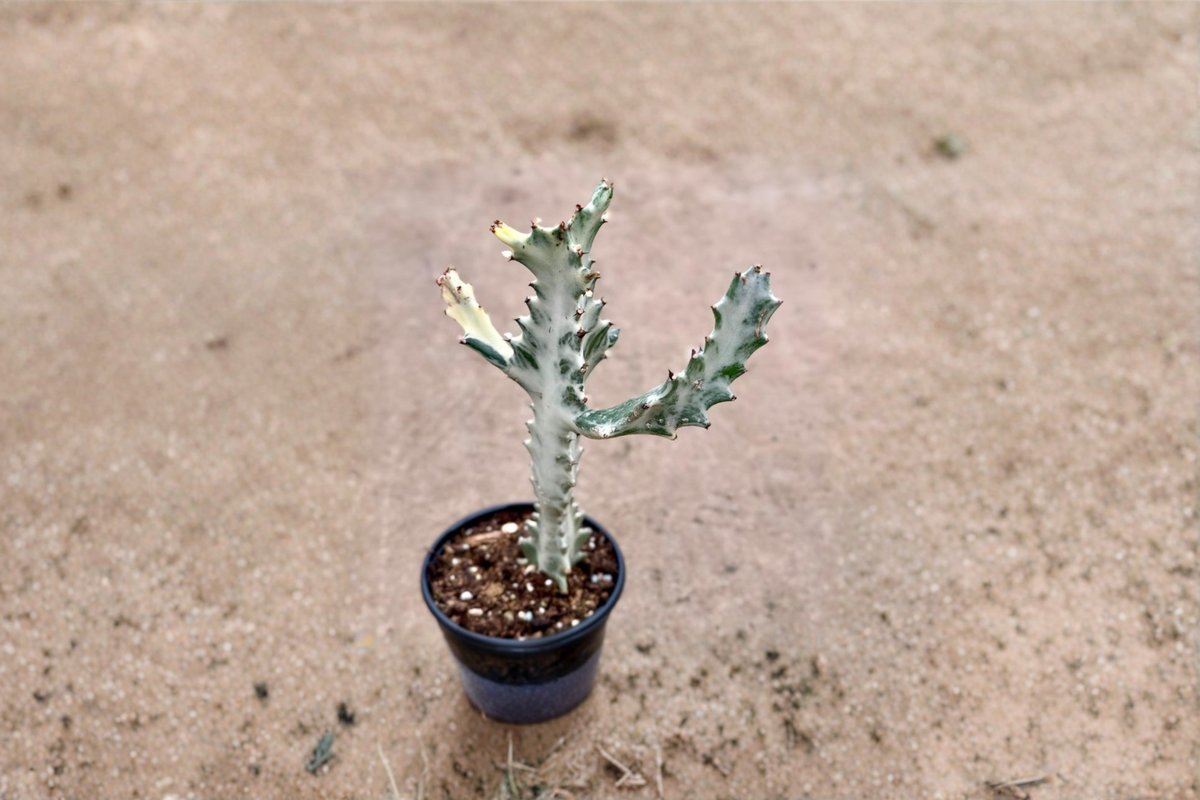 White Ghost Euphorbia Live Plant, Variegated Milk Tree Succulent, Indoor Houseplant, Euphorbia lactea 'White Ghost'