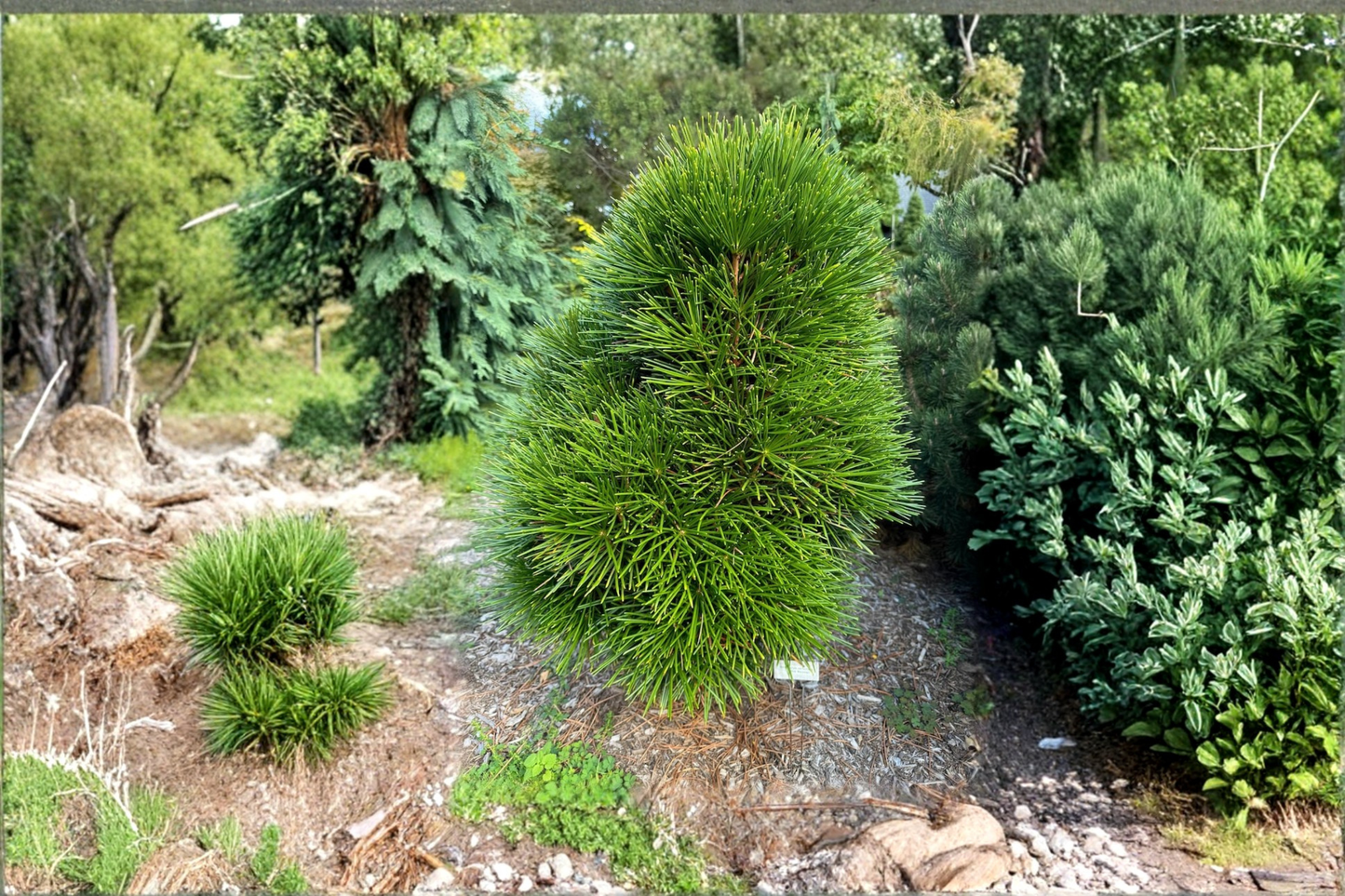 Japanese Umbrella Pine Cynthia Waxman Live Plant, 2 Gallon, Sciadopitys verticillata, Evergreen Tree for Garden Landscape