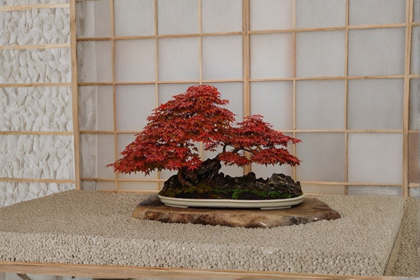 Rare Bloodgood Japanese Maple Seeds – 5 Pack Acer palmatum for Indoor & Outdoor Gardening