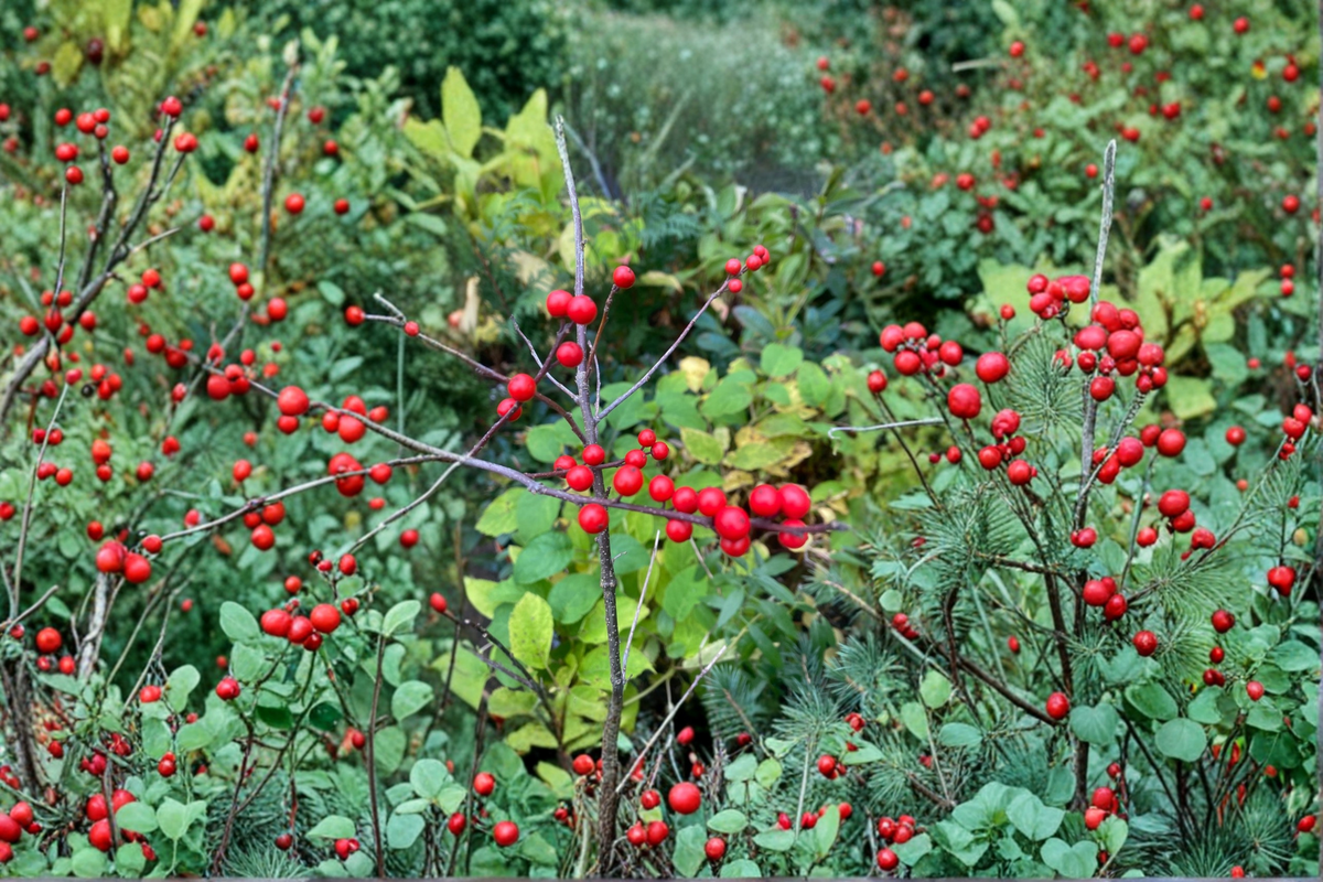 Winterberry Holly Live Plant, Quart Pot, Red Berries, Ilex verticillata, Deciduous Shrub for Landscape & Garden