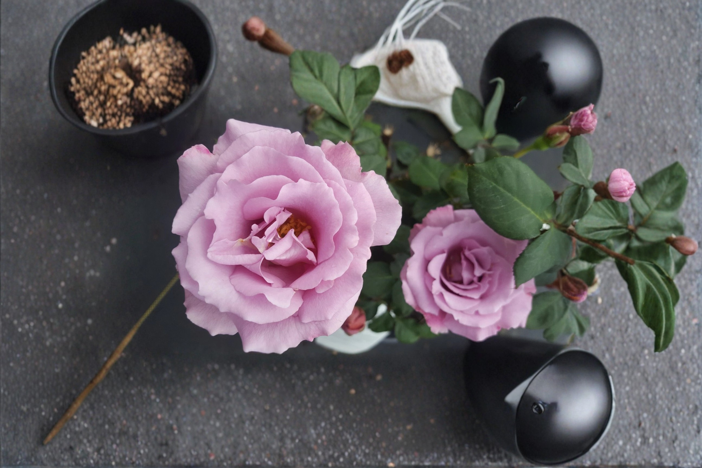 Angel Face Floribunda Rose Plant 3 Gal Lavender Mauve Fragrant Bush Rose Shrub for Garden Beds & Borders