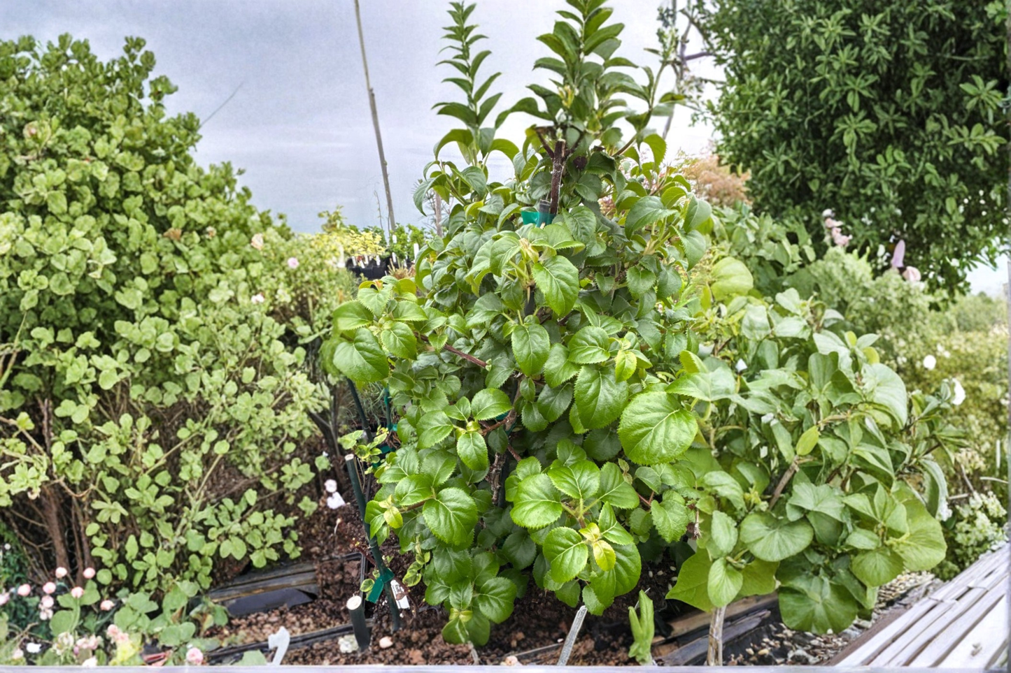 Climbing Hydrangea ‘Platt Little Leaf’ Live Plant – 4 Inch Pot, Schizophragma hydrangeoides Vine for Garden, Wall, Fence