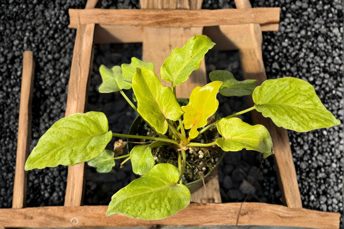 Philodendron Xanadu Golden Live Plant | Tropical Houseplant in 3-4 Inch Pot | Rare Golden Green Foliage | Indoor Decor & Collector Plant