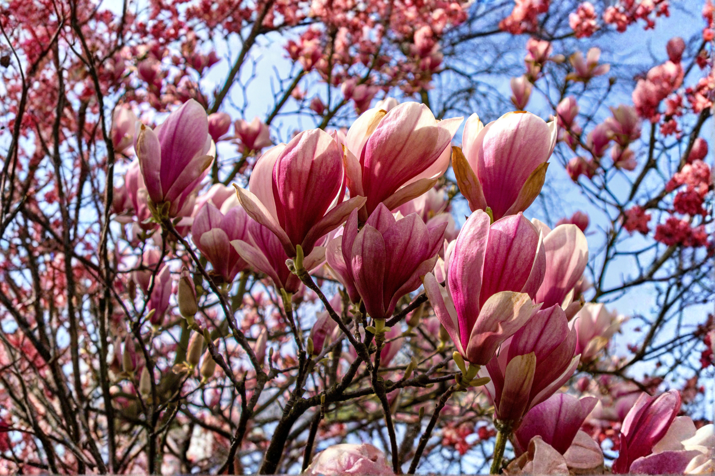 Jane Magnolia Live Plant 1 Gallon Pot - Pink Purple Flowering Shrub Magnolia × 'Jane' for Garden, Landscape, Foundation Planting