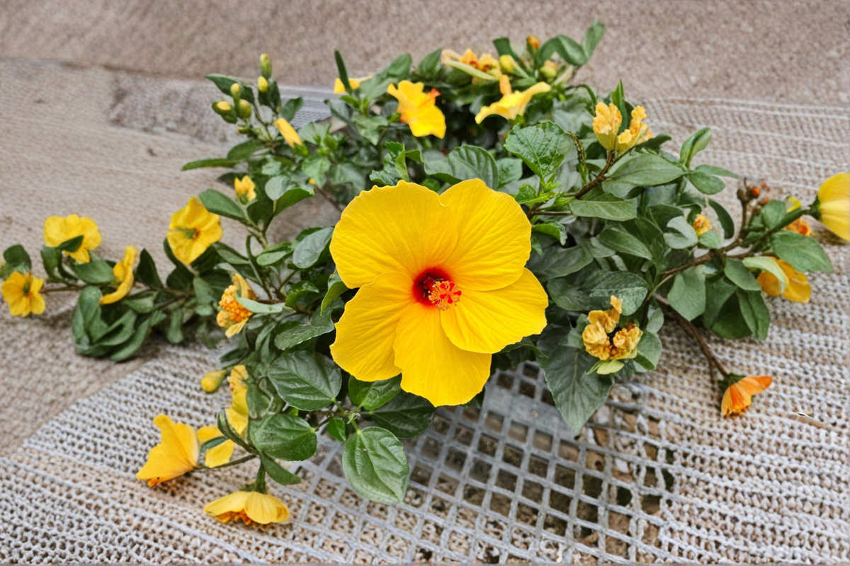 Yellow Hibiscus Live Plant – 1.5 Ft Tall, Tropical Flowering Shrub with Buds & Blooms, Garden & Patio Plant, Free Shipping