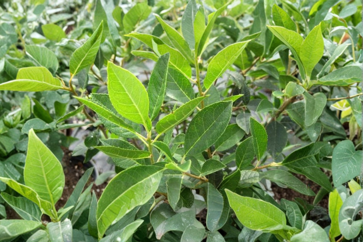 Winterberry Male Pollinator Plant 1 Gallon Ilex verticillata Jim Dandy for Berry Production
