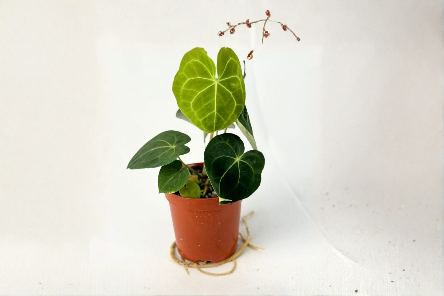 Anthurium Clarinervium Live Plant – 4 Inch Pot, Dark Green Velvet Foliage, White Veining, Indoor Houseplant, Tropical Collector Gift