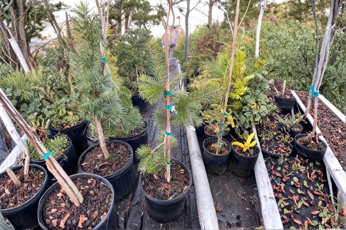Graceful Grace Douglas Fir Live Plant 1 Gallon Pot, Weeping Evergreen Tree, Pseudotsuga menziesii 'Graceful Grace'