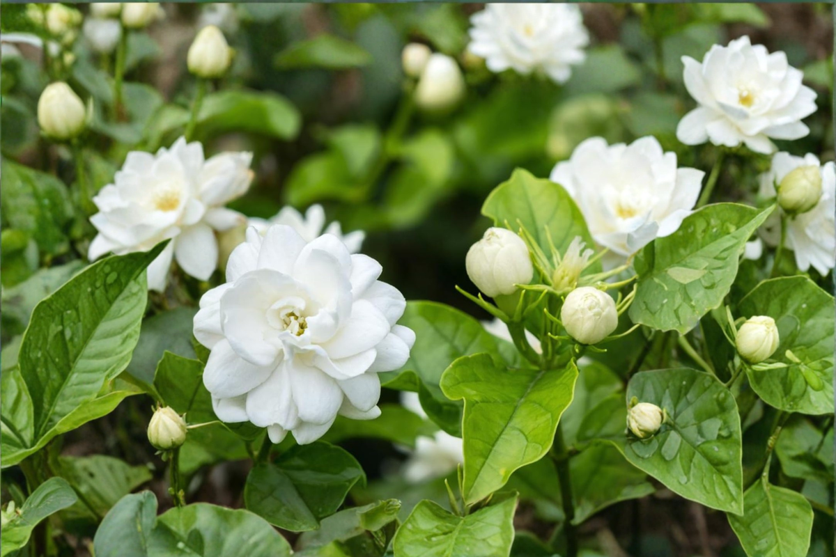 Arabian Jasmine Live Plants, 3-6 Inch Rooted Jasminum sambac, White Flowers, Container-Friendly, Flowering Shrub