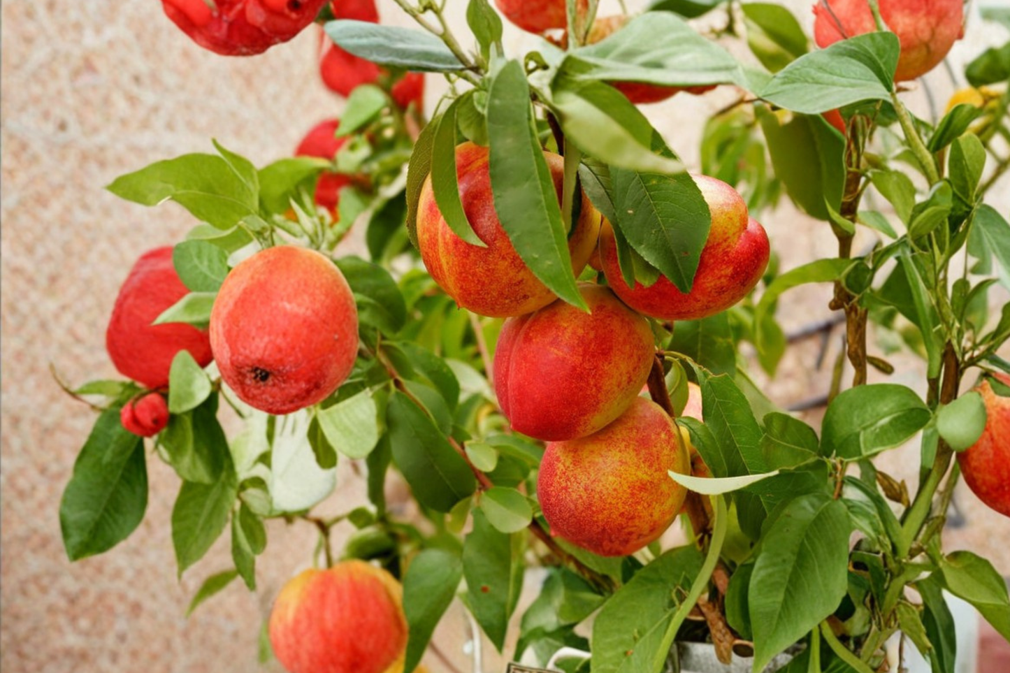 Garden State Nectarine Tree Live Plant 4–6 Ft, Sweet Nectarines, Deciduous Fruit Tree, Prunus persica var. nucipersica