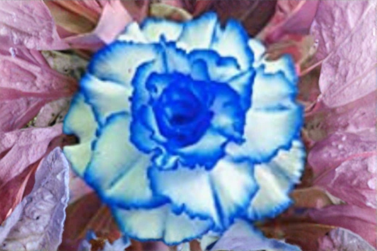 Rare Triple Crown Desert Rose Seeds | Adenium Obesum Succulent Flower Plant for Indoor & Outdoor Growing