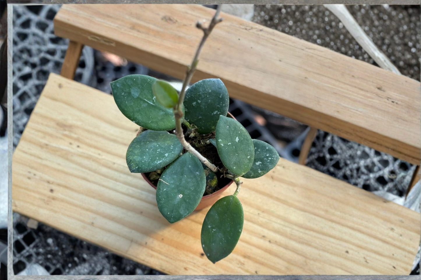 Hoya Mathilde Splash Live Plant, Variegated Tropical Vine, 2-Inch Pot, Rare Houseplant, Indoor Hanging Plant