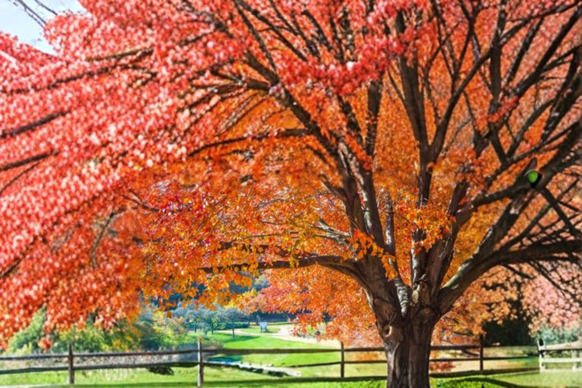 Live Brandywine Maple Tree 4-6 ft Deciduous Shade Tree with Vibrant Fall Foliage Acer rubrum