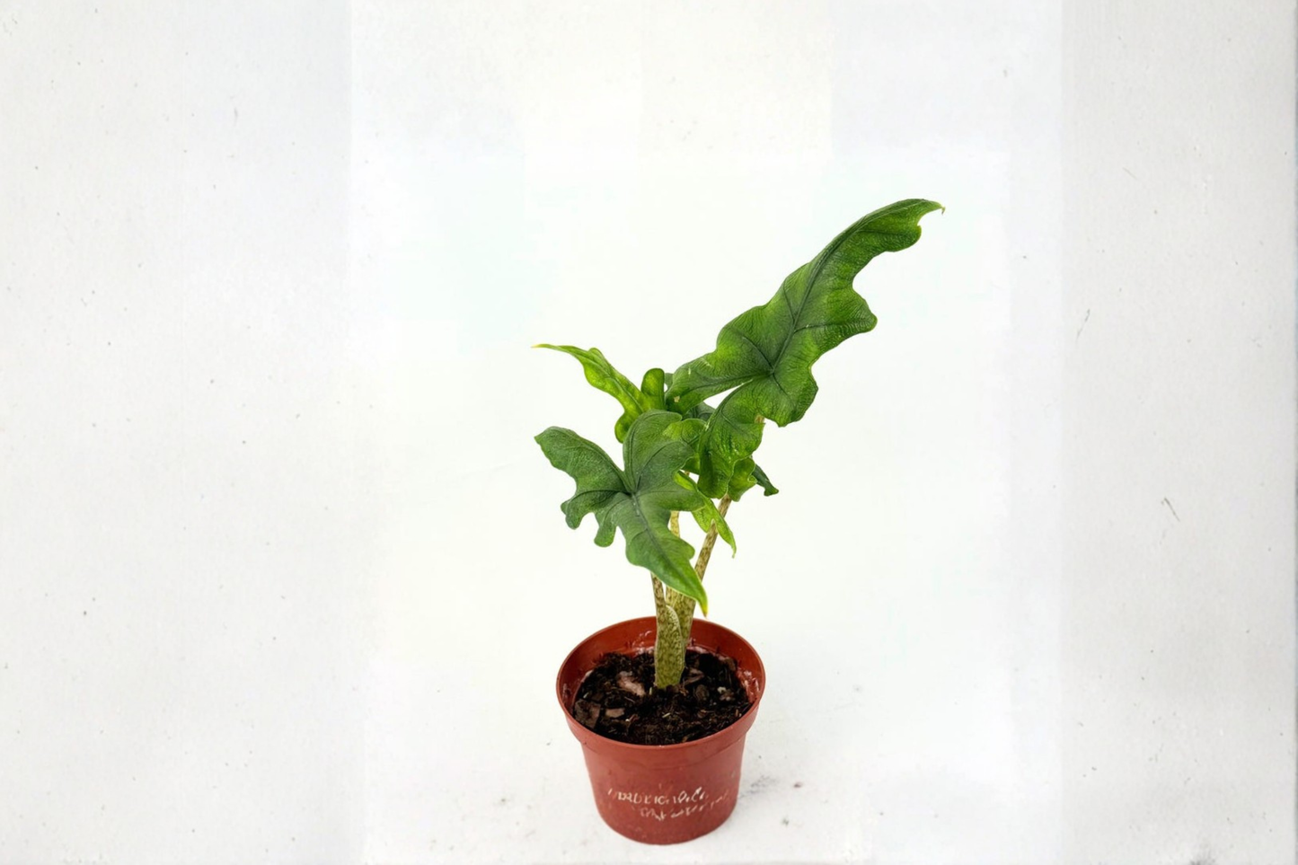 Alocasia Jacklyn Live Plant | 4 Inch Rooted Tropical Elephant Ear Houseplant | Green Foliage Indoor Plant for Decor & Gift