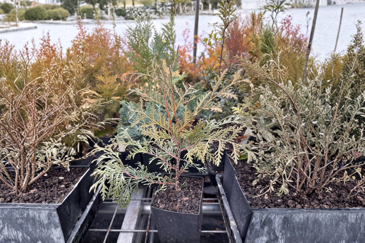 Globosa Nova Arborvitae Live Plant Quart Pot – Dwarf Evergreen Shrub, Thuja occidentalis, Compact, Rounded, Garden Landscape Plant