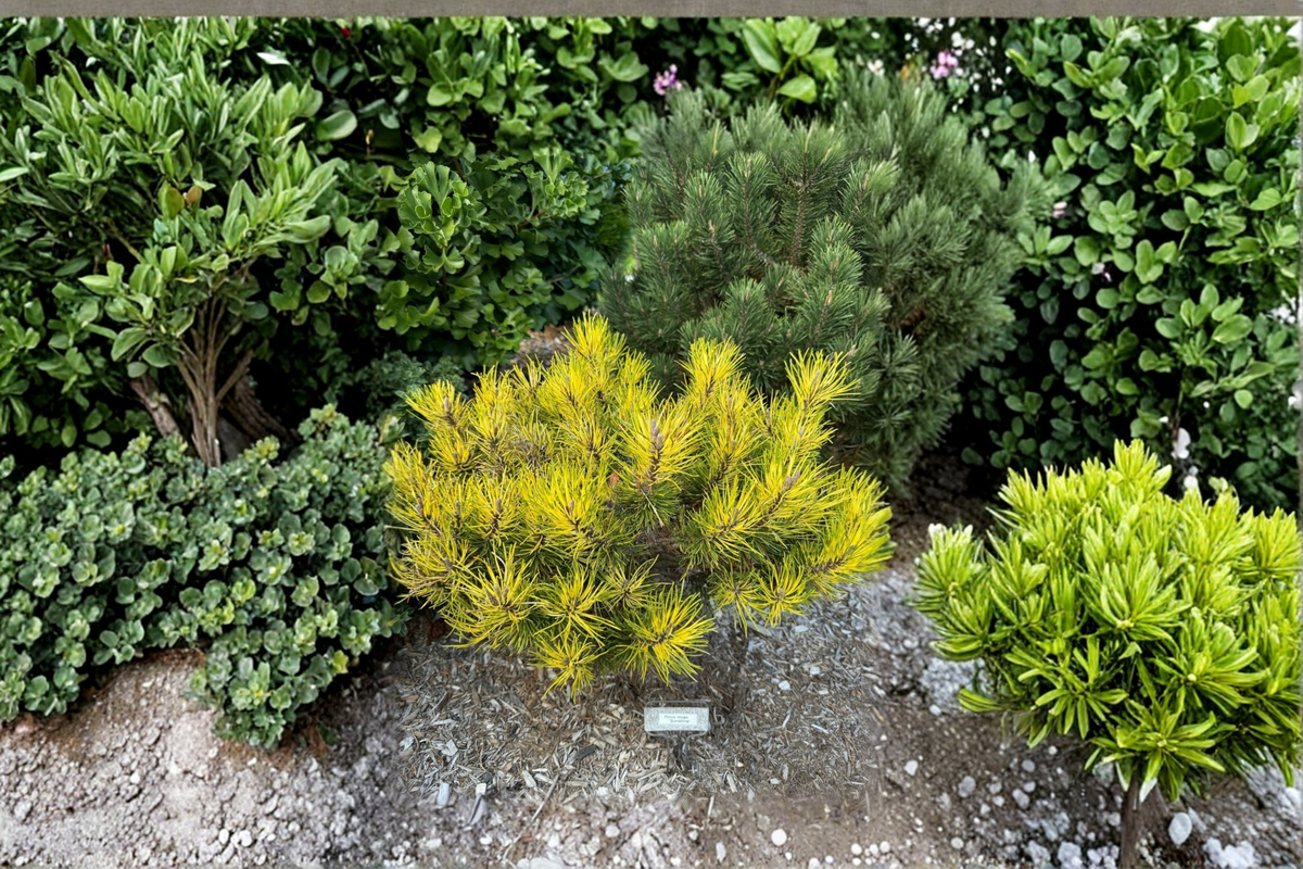 Dwarf Mugo Pine Sunshine Live Plant 10 Inches in 1-Gallon Pot, Evergreen Conifer with Bright Yellow-Green Needles