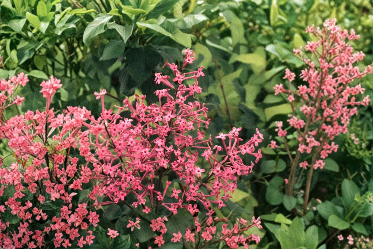 Lilac ‘George Eastman’ Live Plant – Pink Fragrant Syringa Shrub in 1 Gallon Pot, Deciduous Flowering Bush for Garden Landscape