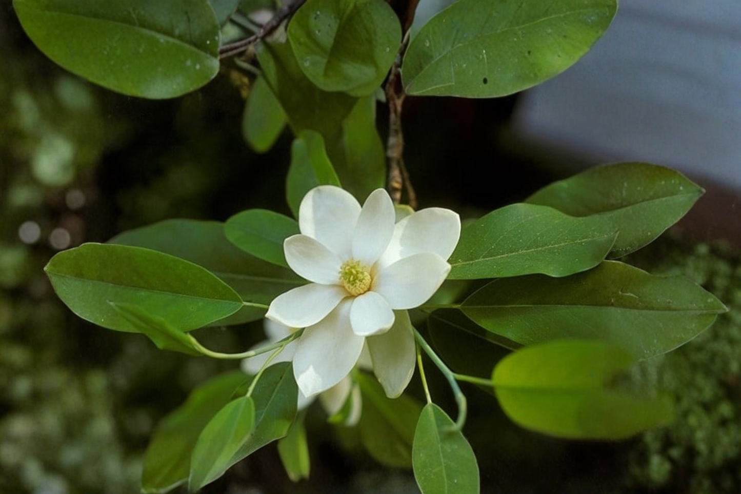 Sweetbay Magnolia Live Tree in 2-Gallon Pot, Magnolia virginiana, Native Evergreen with Fragrant White Flowers