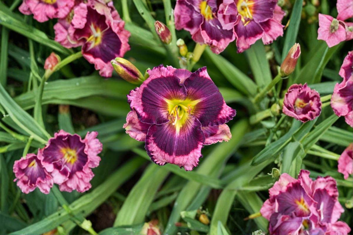 Storm Shelter Daylily Bare Root Plants – Deep Purple Flowers, Perennial, Hemerocallis, Easy Care Garden Border, Set of 3