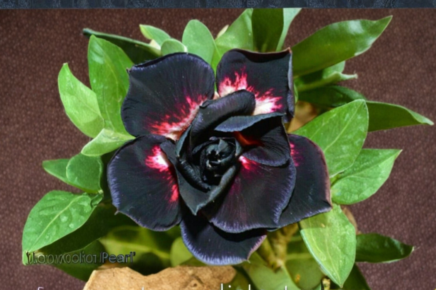 Desert Rose Seeds Adenium Obesum Mixed Color Flower Variety for Indoor & Outdoor Succulent Plant Growing