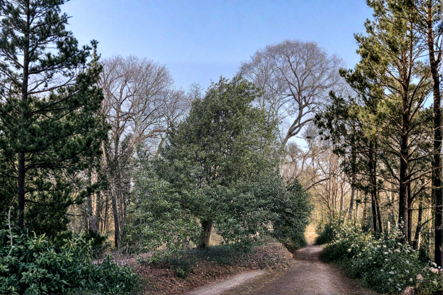 Holly Plant Male 'Edward J. Stevens' Quart Pot Evergreen Shrub for Hedges & Landscaping
