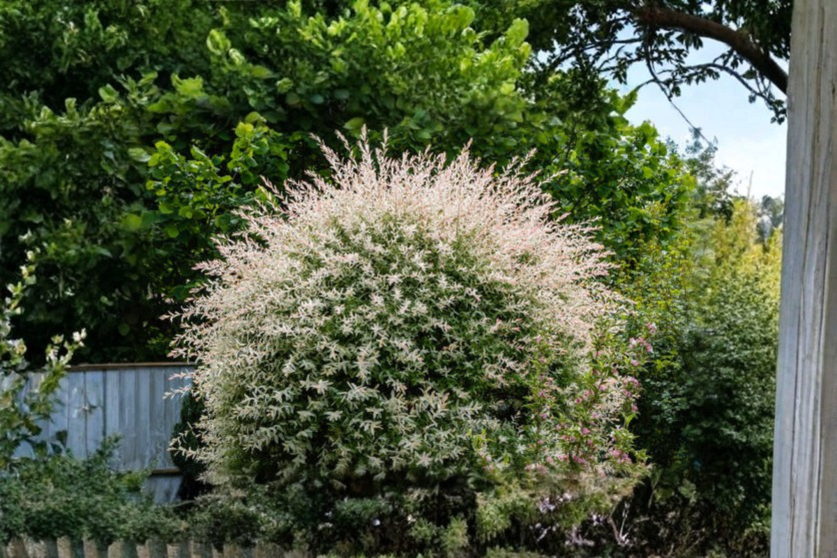 Tricolor Dappled Willow Sapling - Variegated Foliage, Pink, Cream & Green - Salix integra 'Hakuro Nishiki' Live Plant